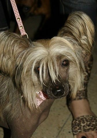 Gzhimka Ognenny Lotos