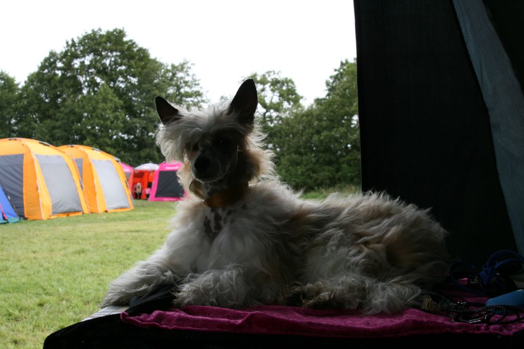 Denize'z Gizmo'z Ferarri