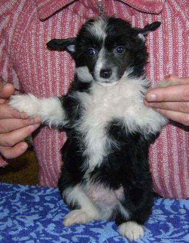 Criss Jess Black denis