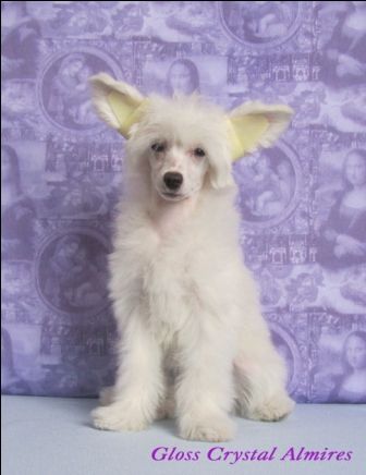 Gloss Crystal Almires