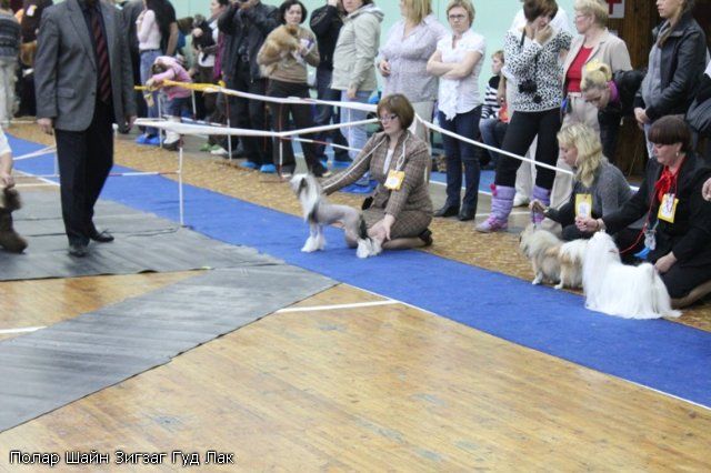 Polar Shane Zigzag Good Luck