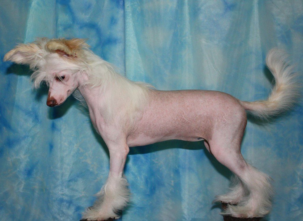 Polar Shane Zizi Top