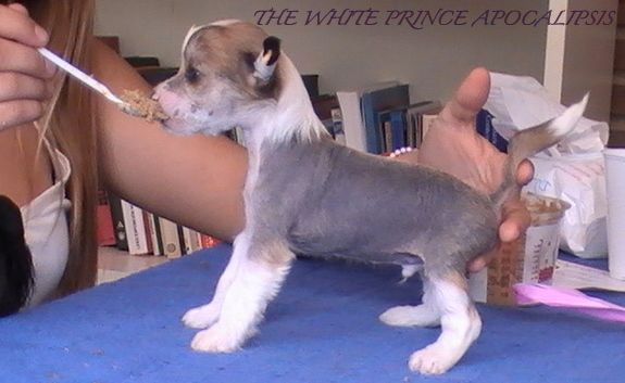 The White Prince Apocalipsis