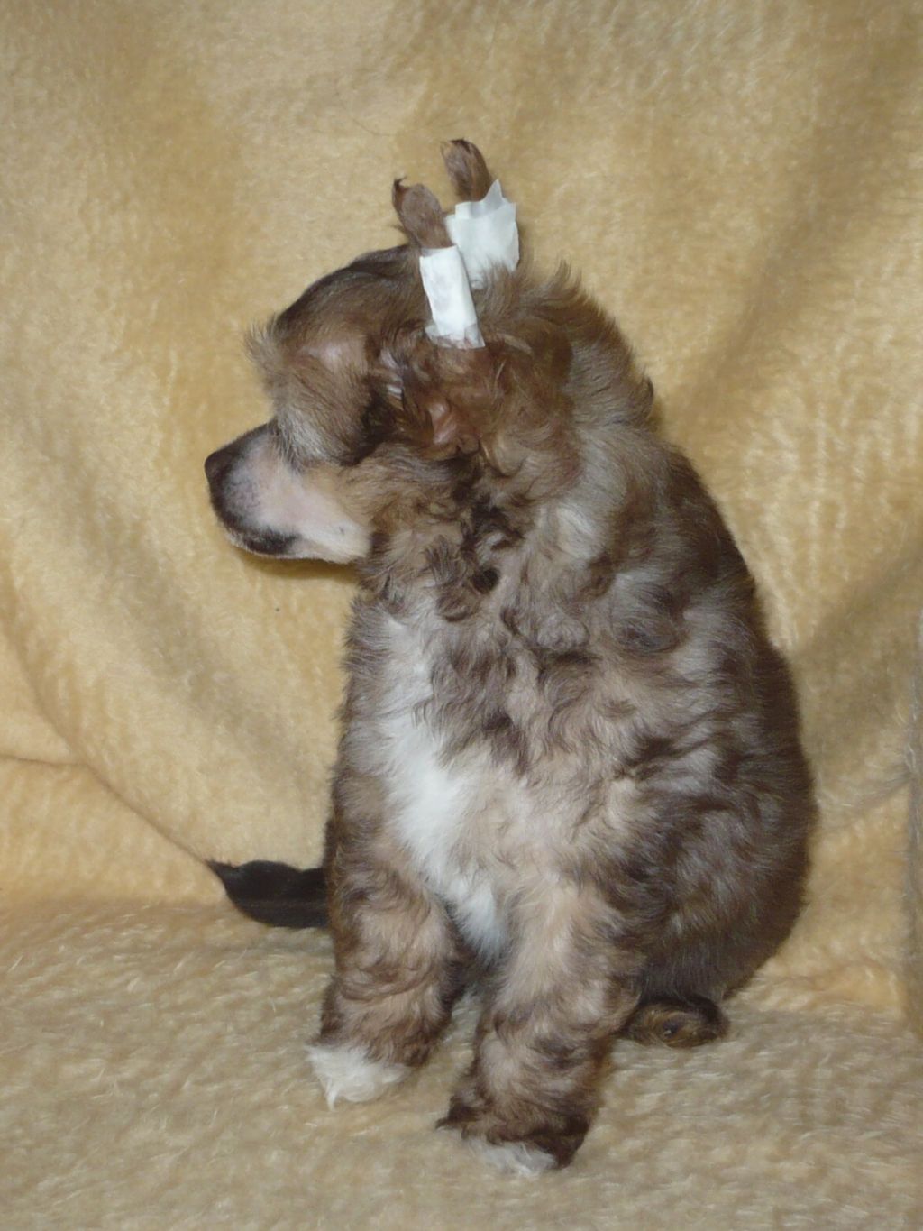 Cassandra z Pulnocního dvora