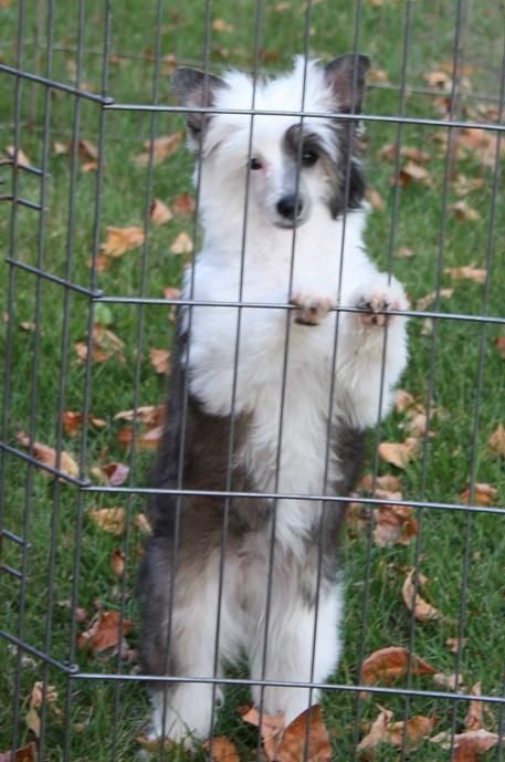 Altacrest's Party Girl