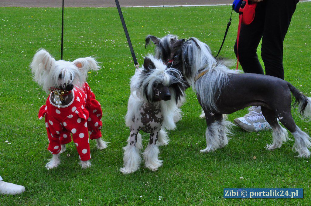 Nina Regina Hossa Vija