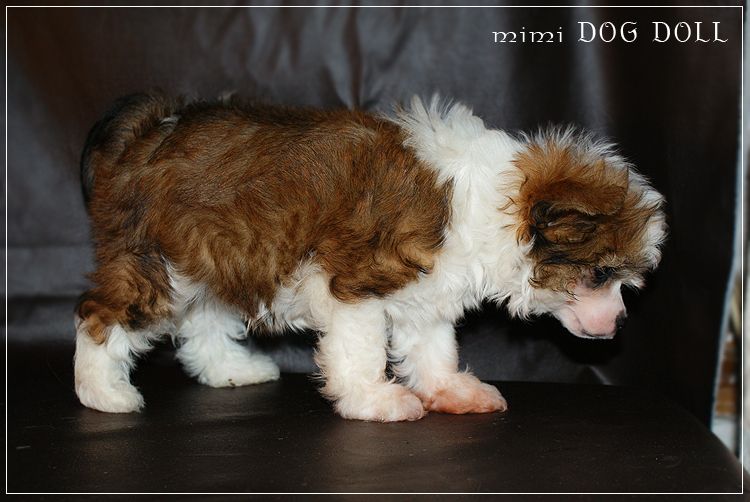 Mimi Dog Doll Little Elf