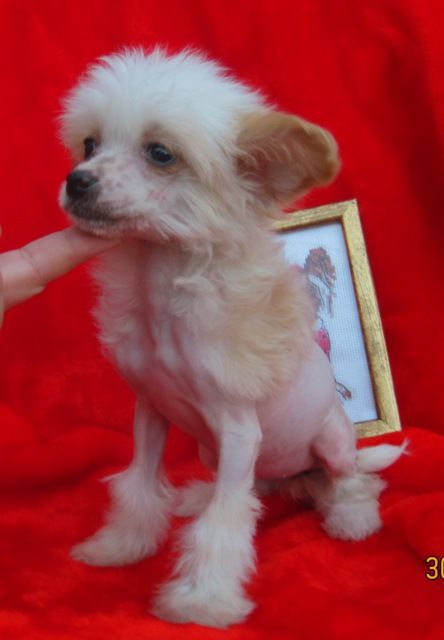 Iroslava Glamurnaja Krasotka