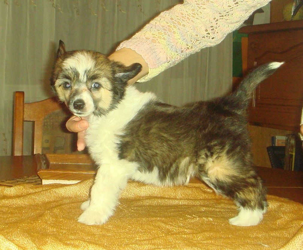 Luchiano Lucky Bonus Westtai