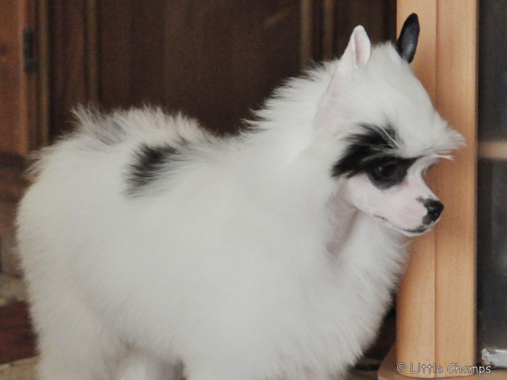 Jin Tonic Little Champs