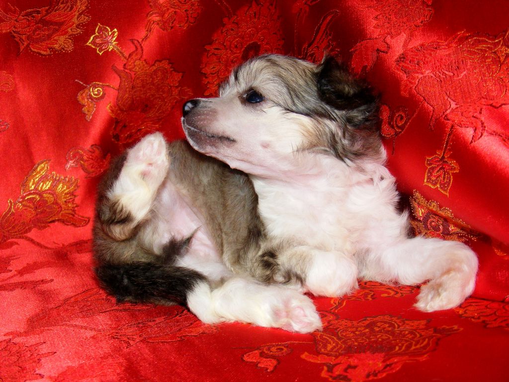 Flower Power of FreeDragon