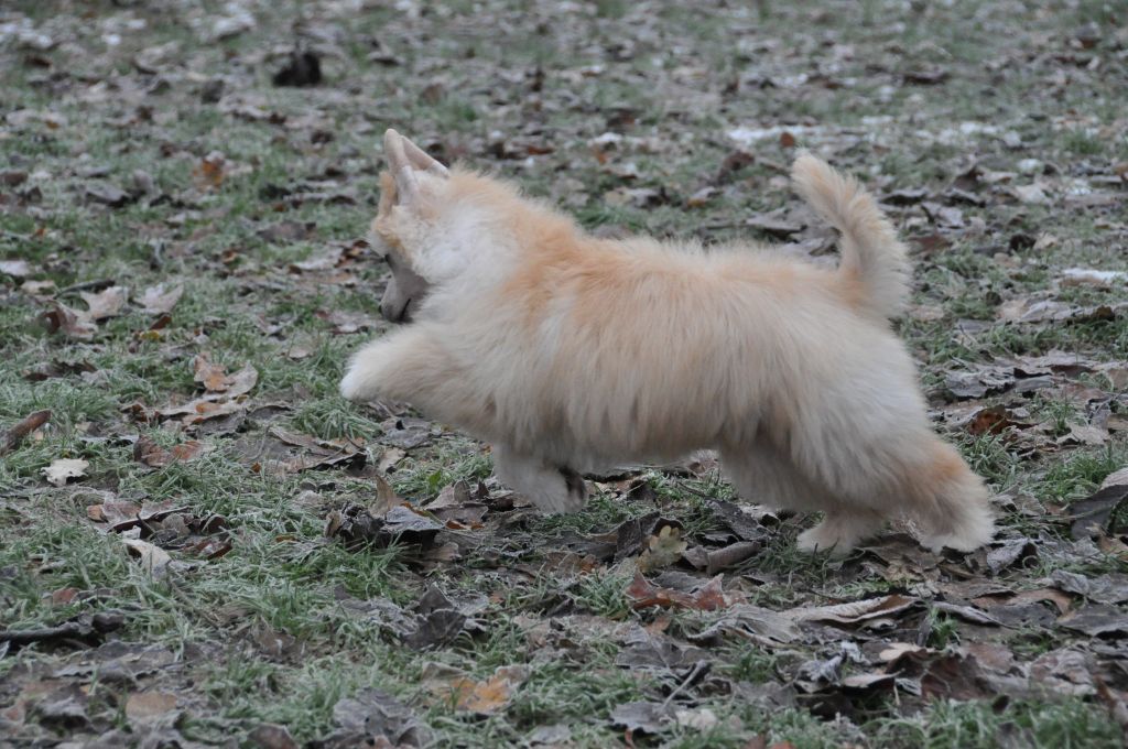 Jamaïque Little Champs