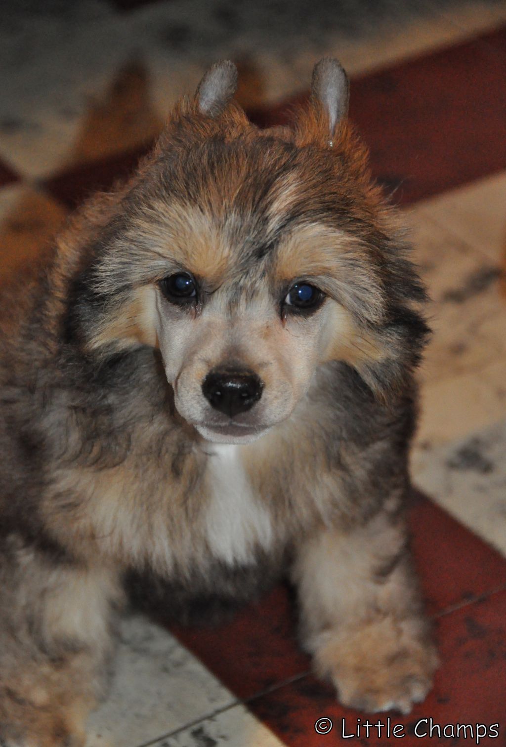 Jaïpur Little Champs