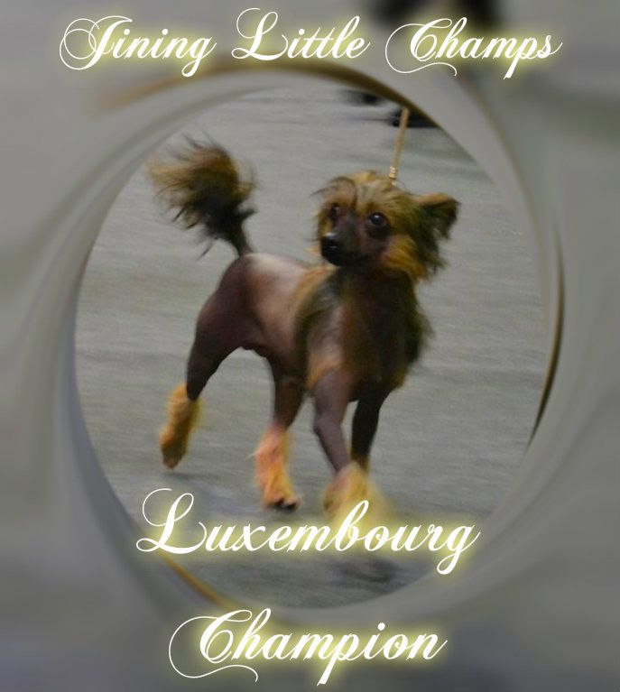 Jining Little Champs