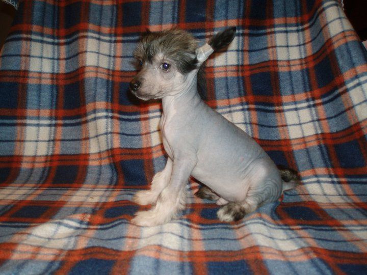 Atxarrea  The Last Airbender