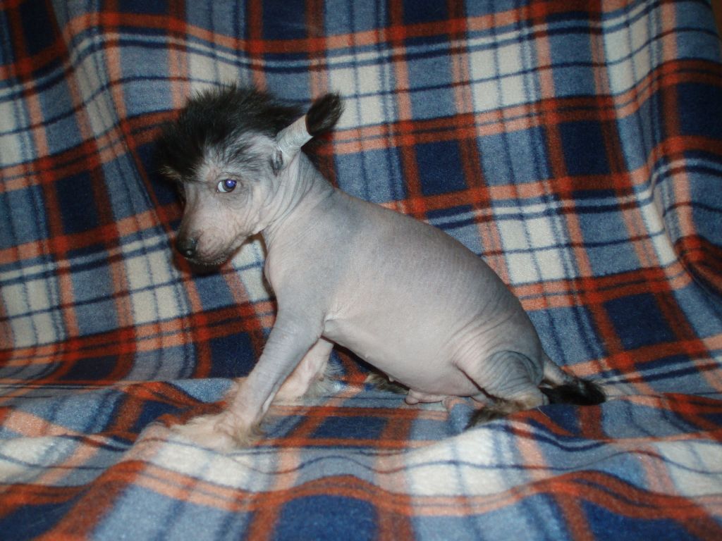 Atxarrea The Fast And The Furius