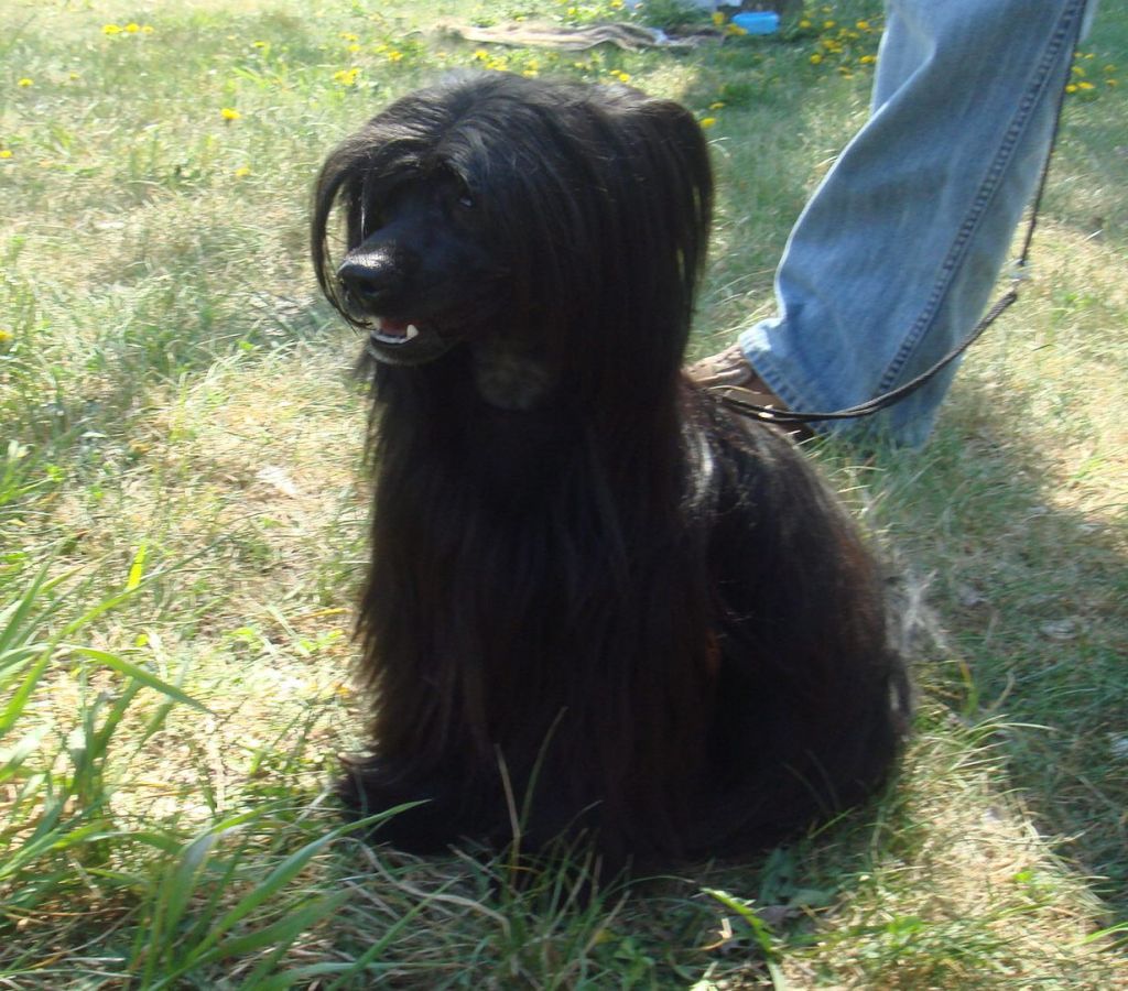 Dajana Absolut Perfekshen