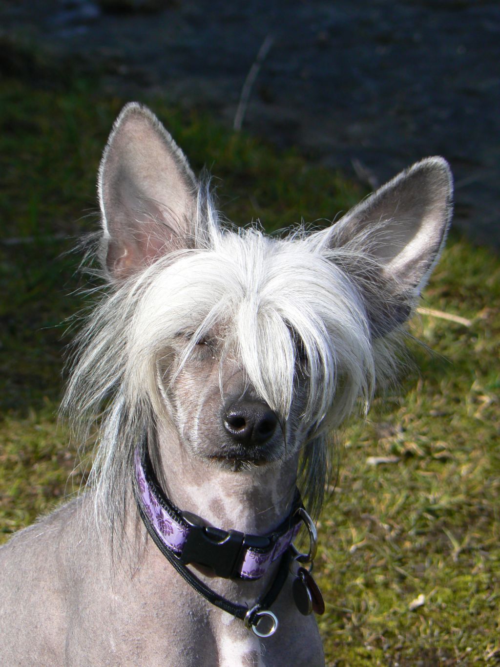 It's Hairy Houdini By The Way