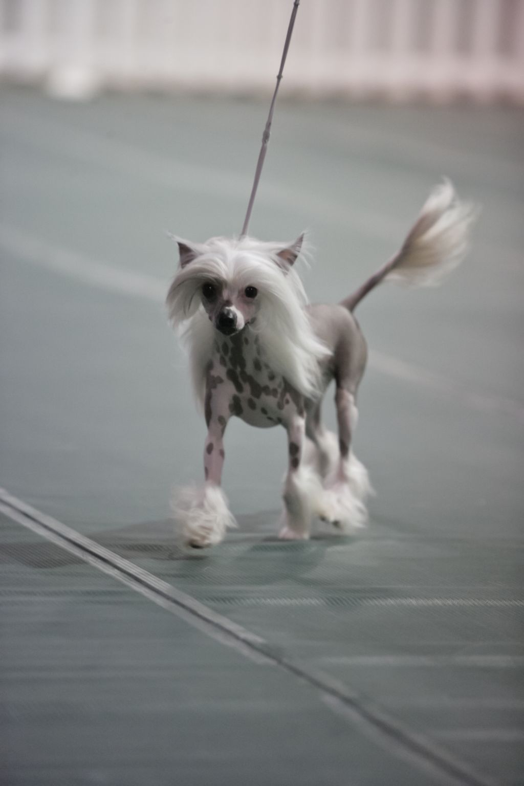 Wild Horses Guinnivere