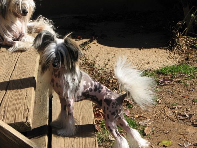 Wild Horses The Last  of the Brooklyn Cowboys