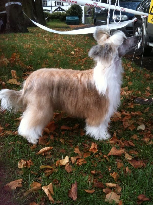 Cheeswood Moonlit Warrior