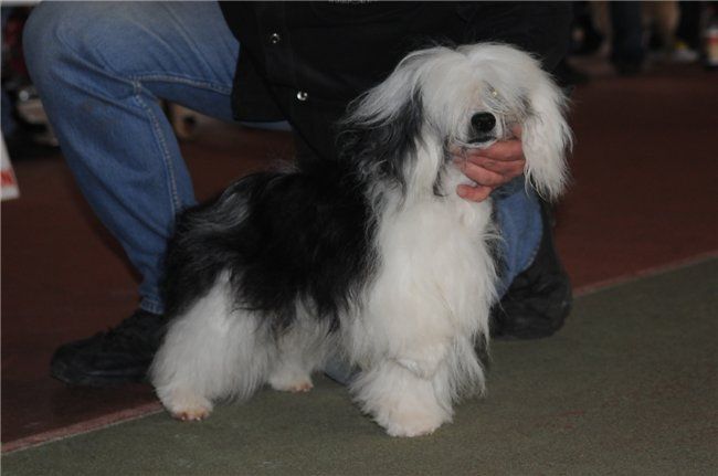 Bear Pandemonium Odinvill