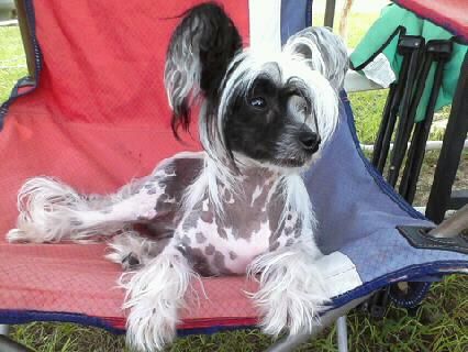 Majestic-Evercrest Fantasia of Altacrest