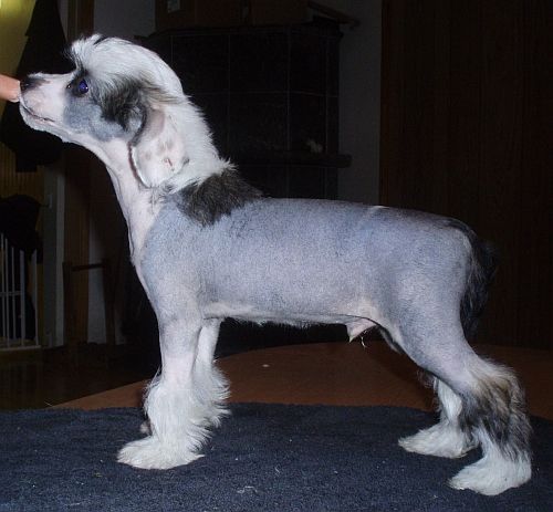 Sun Dan Million Dreams