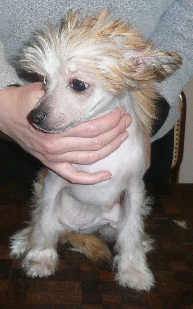 Minshay magic Moment of Powder Dream