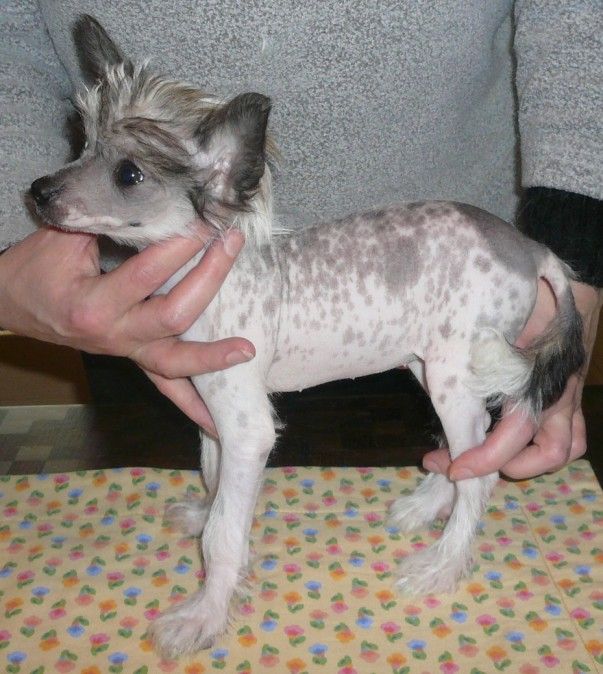 Mashita mystery Magnet of Powder Dream 