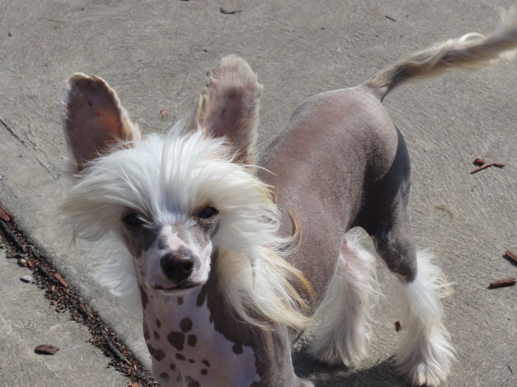 Six Gems Chasing a Dream