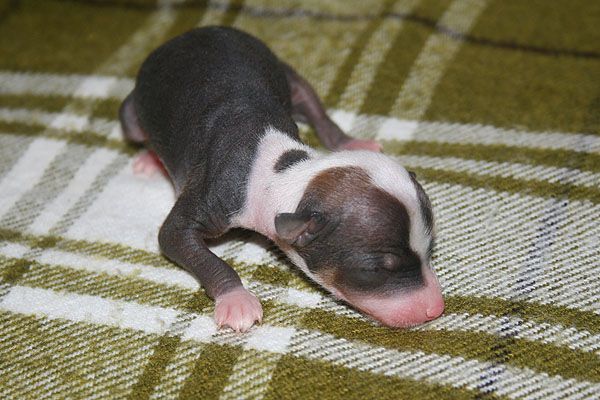 Talisman Udachi Tuns