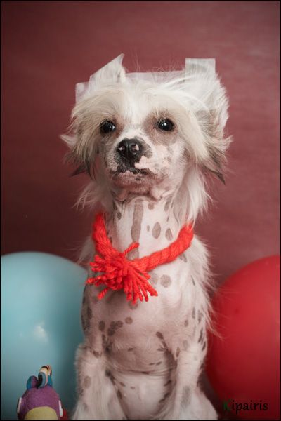 Rus Foreva  North -Light