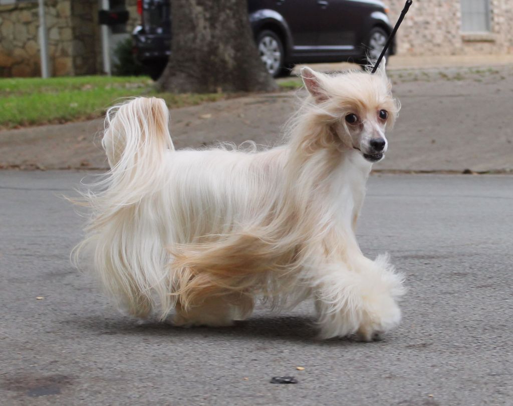 Mooncrest Journey to Siam