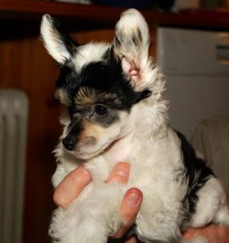 Sirocco Fizzy Wiz N Pop Quiz