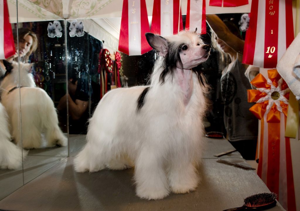 Sirocco Tootsie Pops N Pork Chops