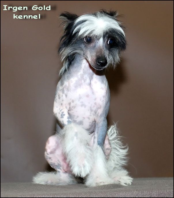 Irgen Gold Peppilotta Pie