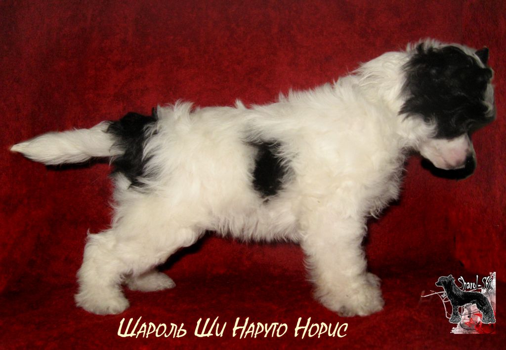 Sharol Shi Naruto Noris