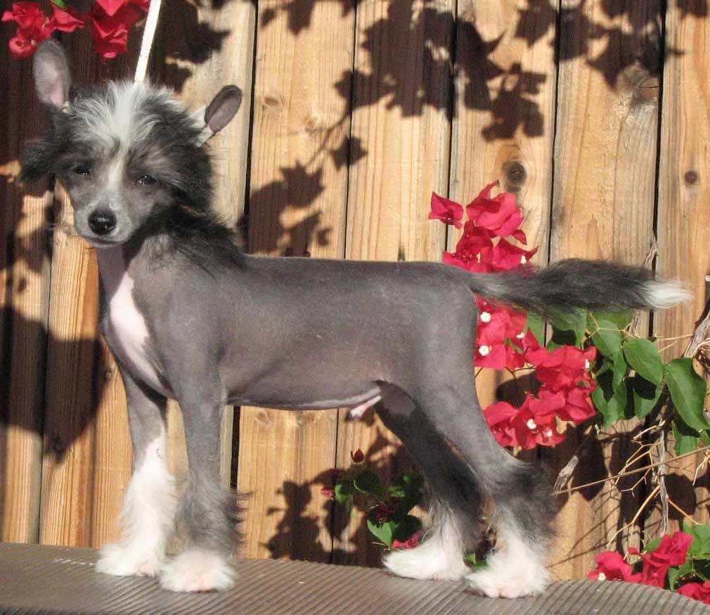 Crest-Vue's Private Assets