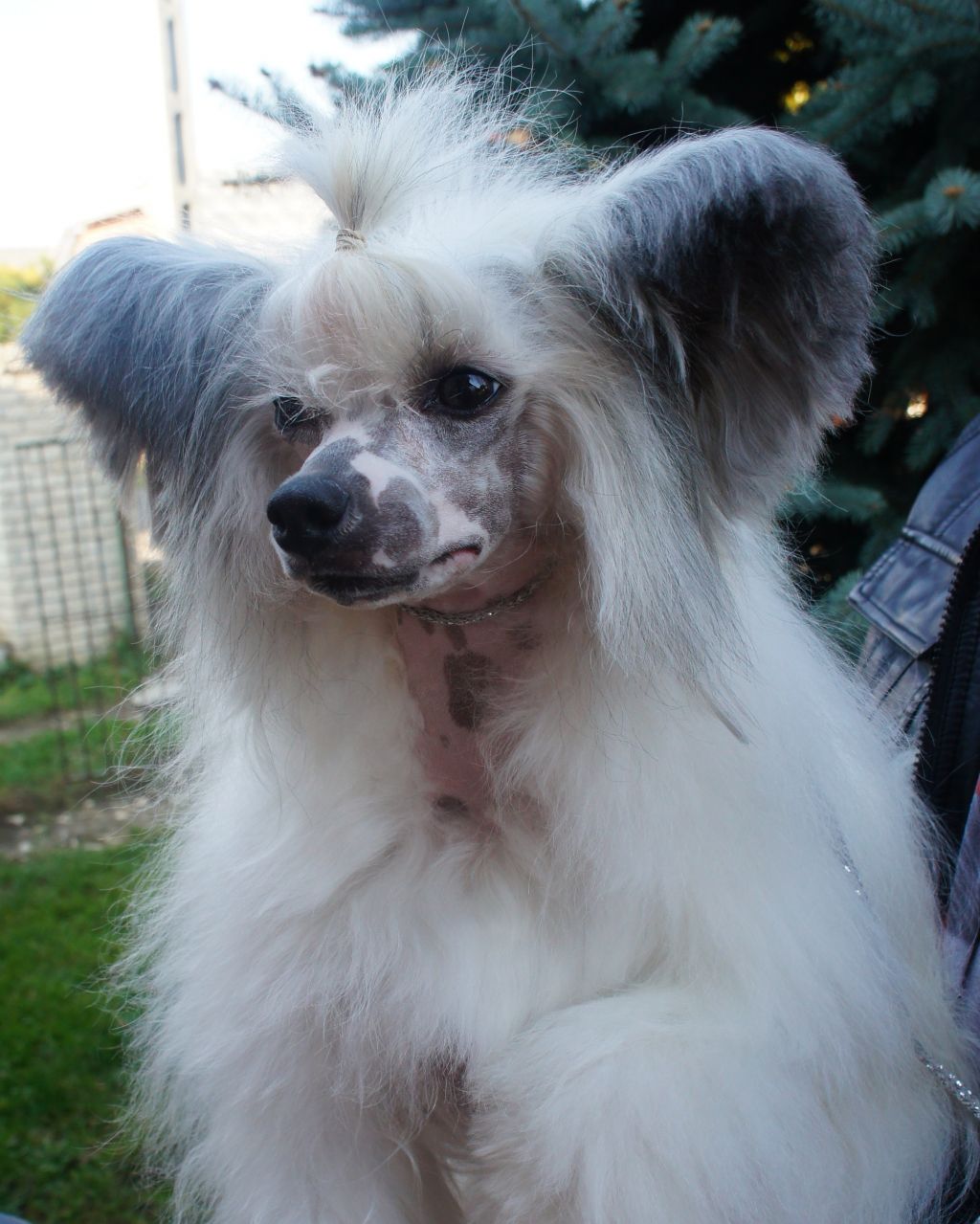 Elegant Be My Magic Harmony