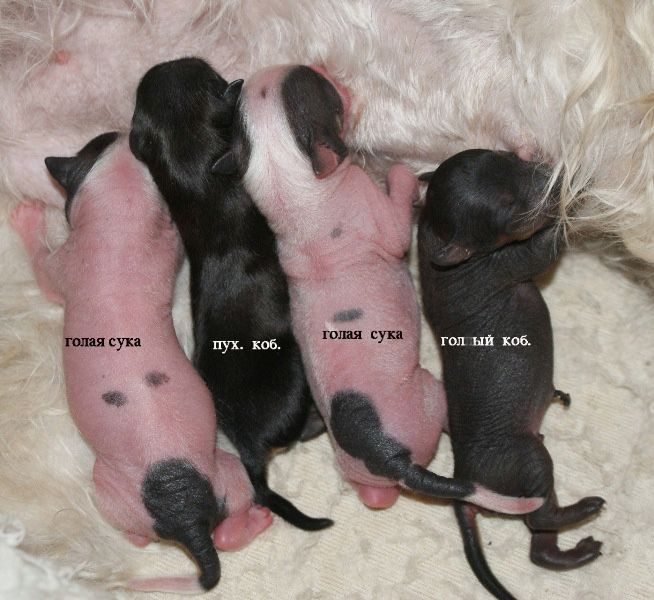 ... iz Domika Azalii