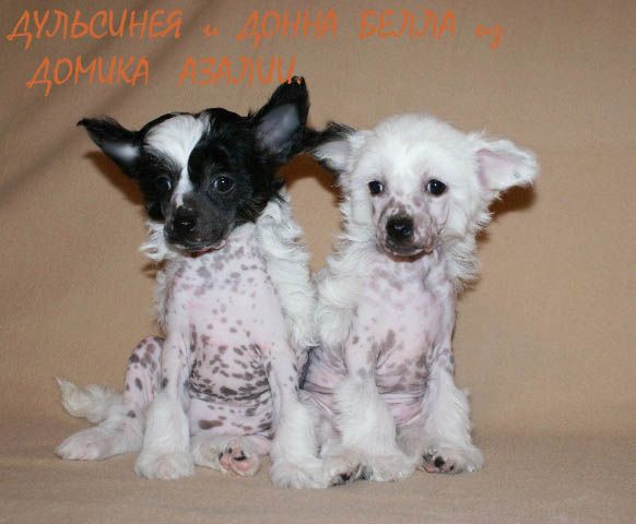 Dulsineya iz Domika Azalii