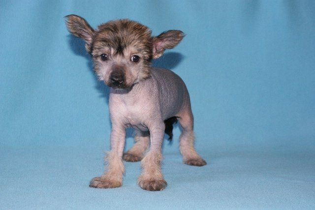 Oskar Melifaro iz Domika Azalii