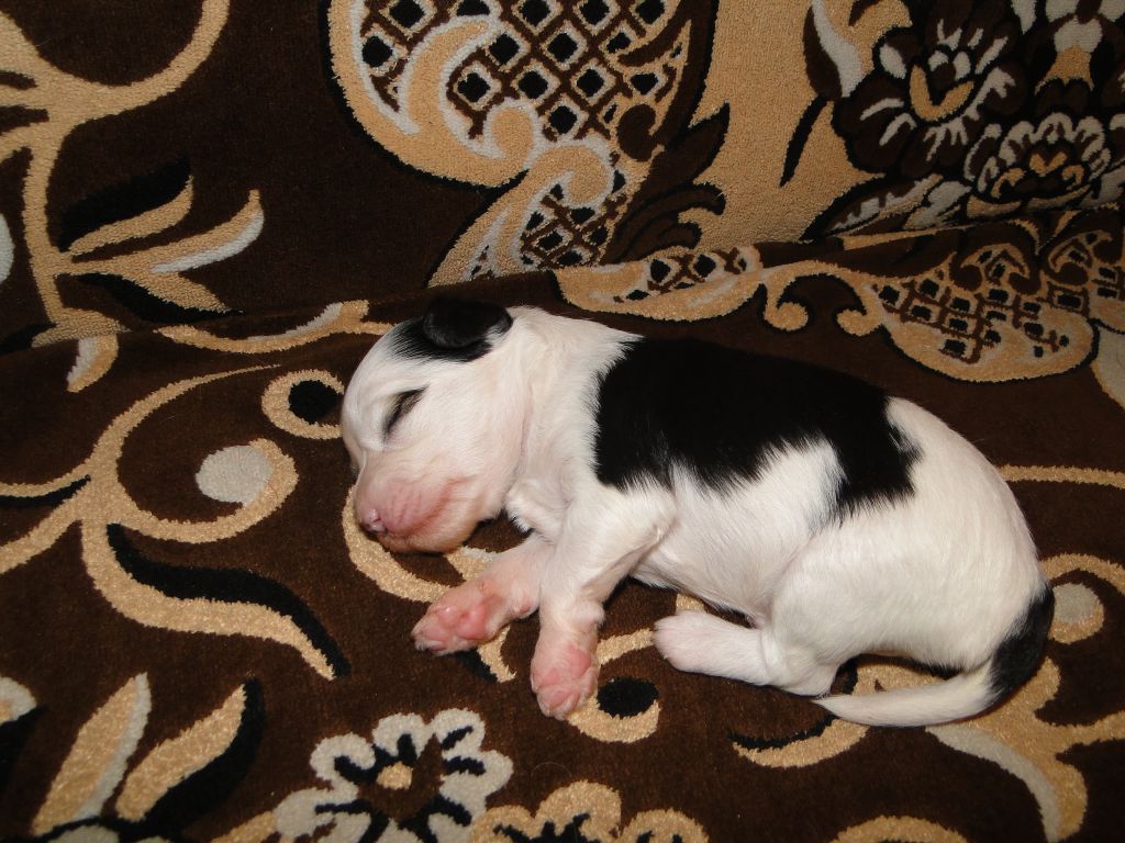 Jene la vie iz Agata