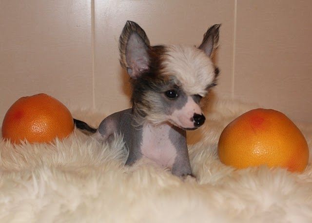 Kris Sleem of Paradise