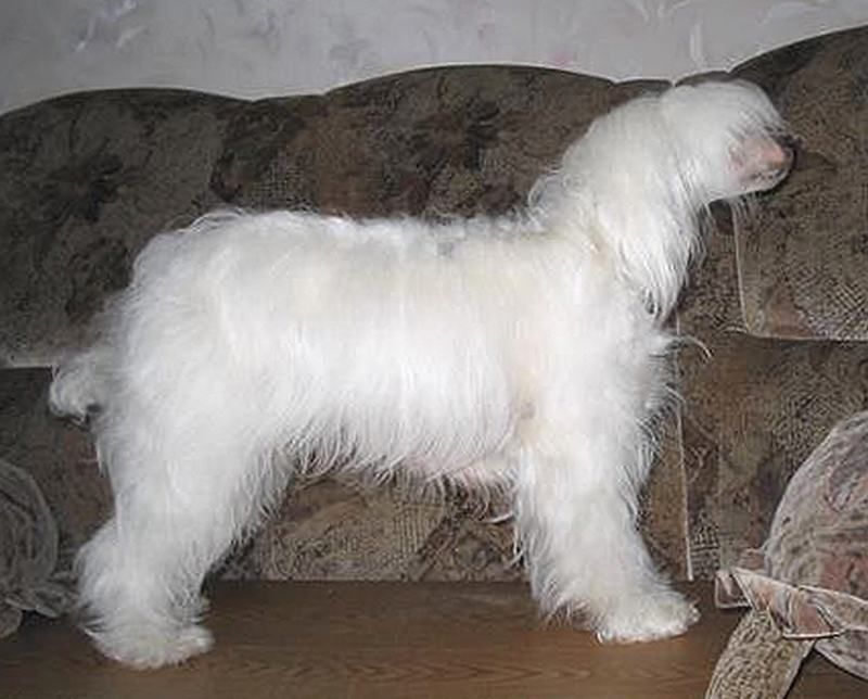 Shou Krokodail Algebra (puff)