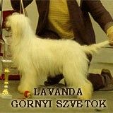Lavanda Gornji Zvetok
