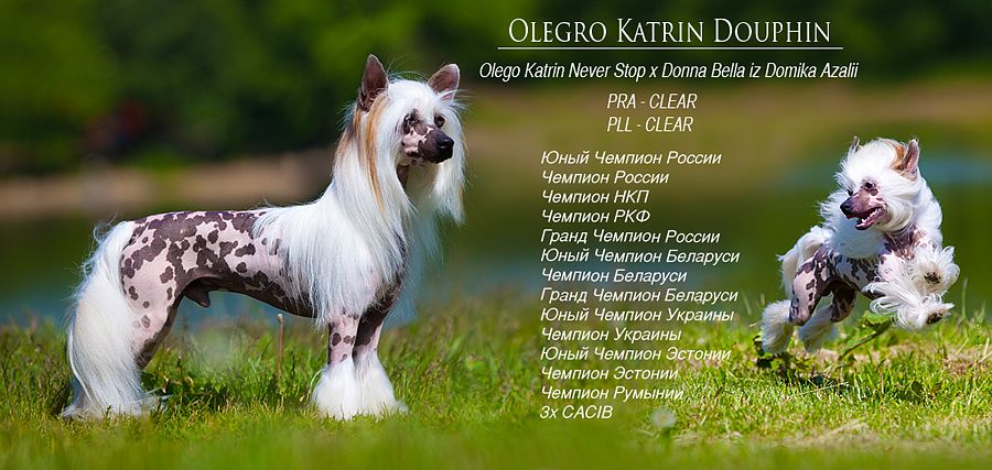 Olegro Katrin Douphin