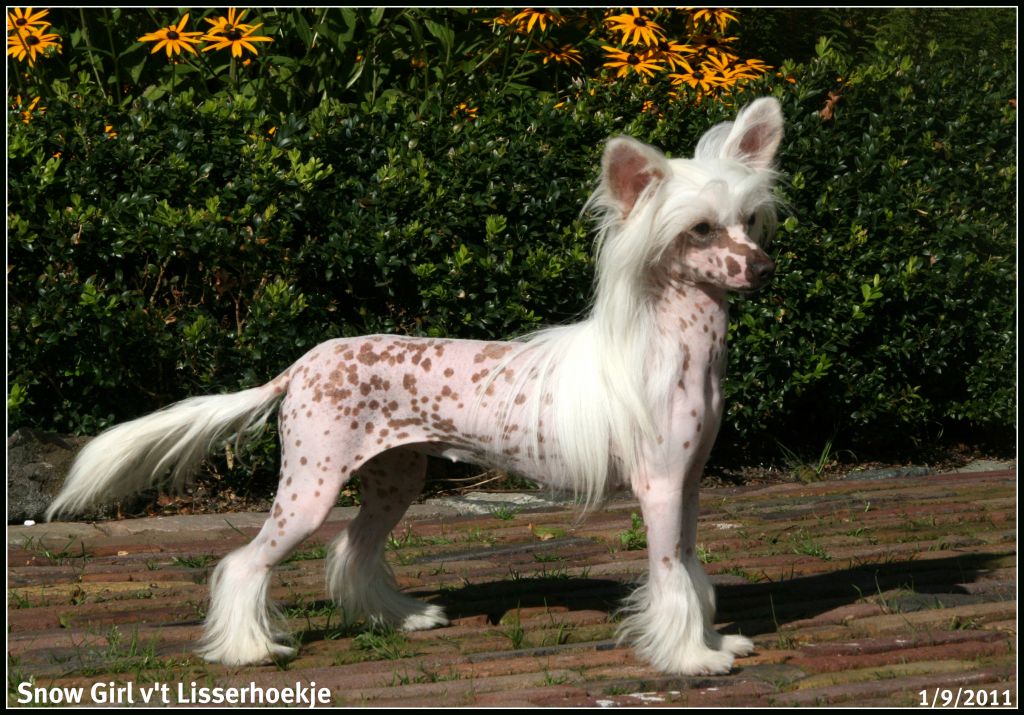 Snow Girl v't Lisserhoekje