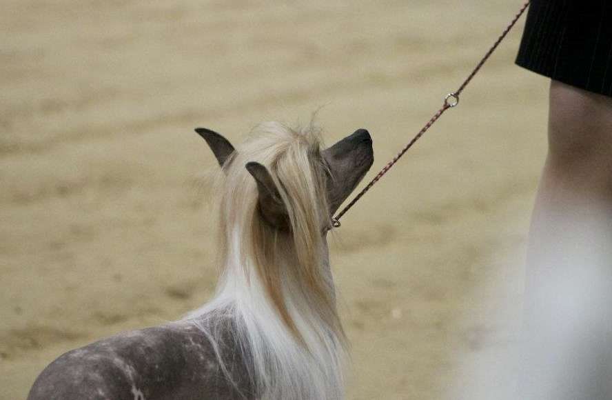 Gracieux In The Niquo time